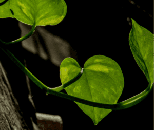 Money Plant