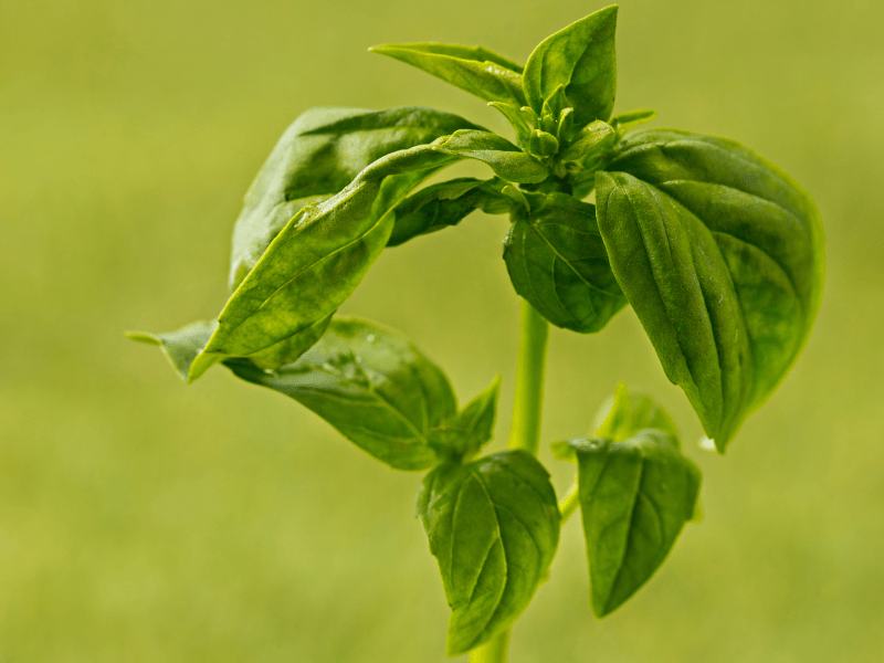 Money Plant