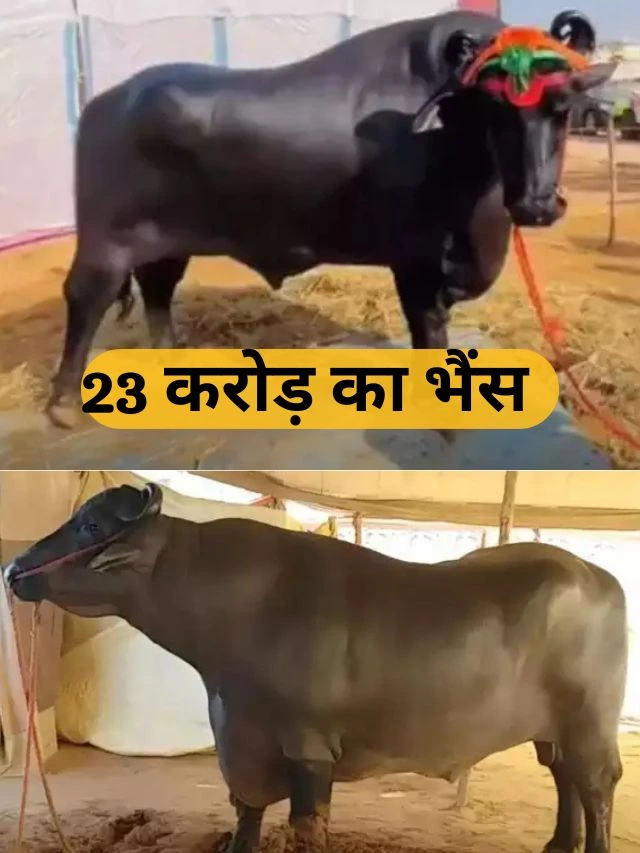 23 Crore Buffalo : 23 करोड़ ₹ की भैंस, प्रतिदिन 1500 ₹ की डाइट और पानी पीता है Bislori