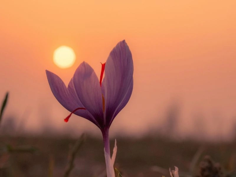 Harsh Patil Saffron