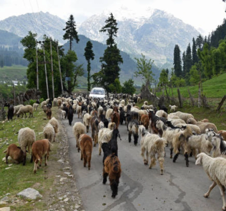 why visit pahalgam