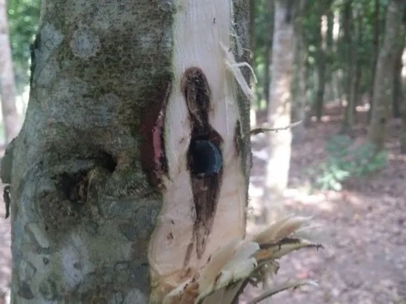 Agarwood