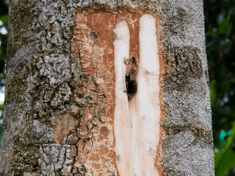 Agarwood