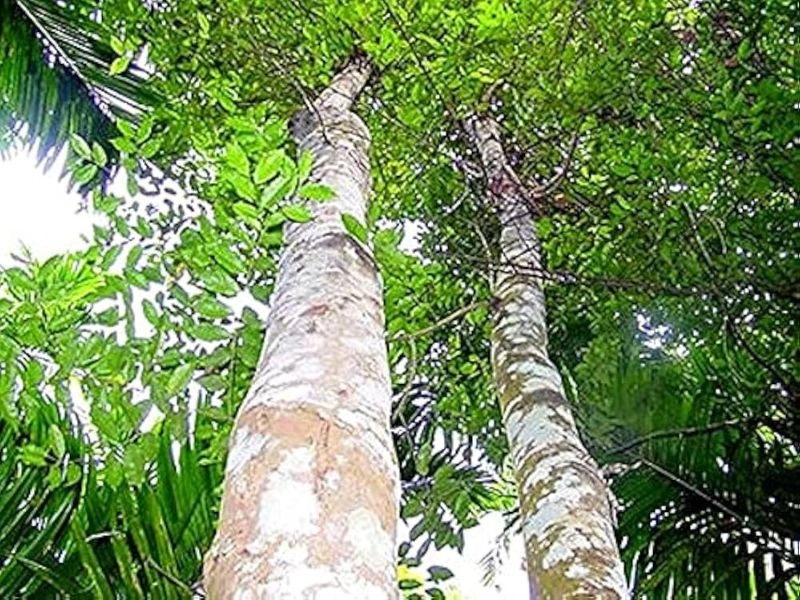 Agarwood