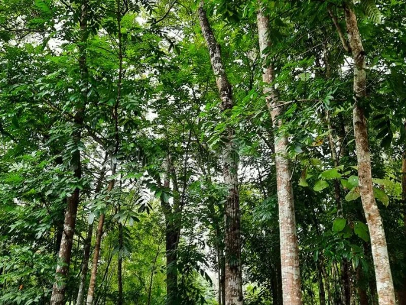 Agarwood