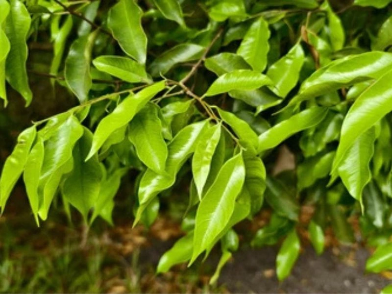 Agarwood