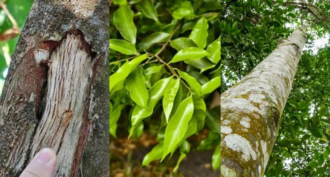 Agarwood