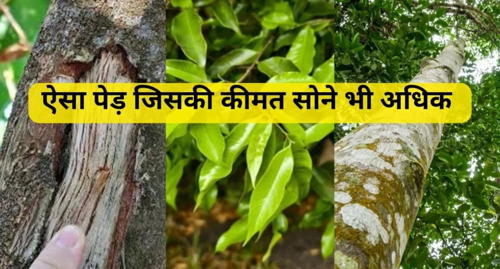 Agarwood