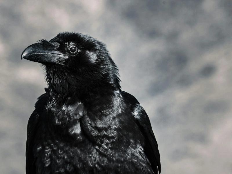 Crow's Revenge Research