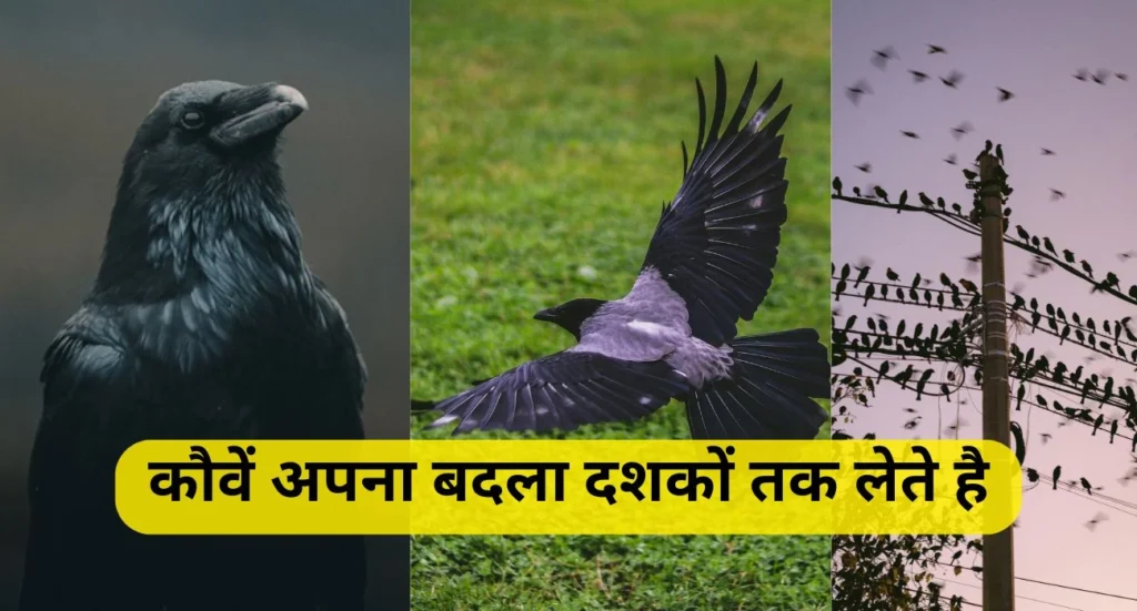 Crow's Revenge Research